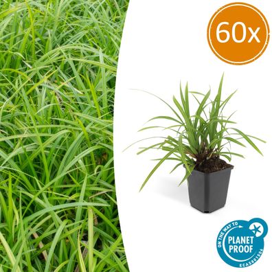 Carex morrowii 'Irish Green' | 60 Stücke - Ø9cm - 10-25cm - Gartenpflanze