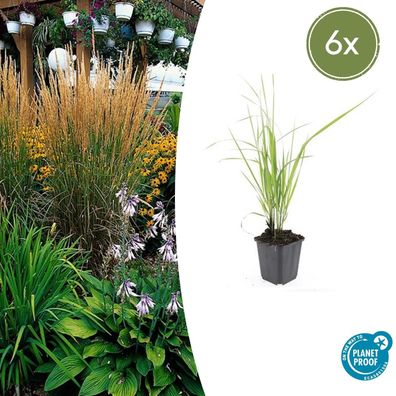 Calamagrostis acutiflora 'Karl Foerster' | 6 Stücke - Ø9cm - 10-25cm - Gartenpfl