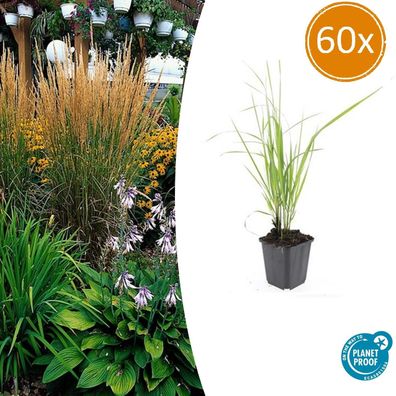 Calamagrostis acutiflora 'Karl Foerster' | 60 Stücke - Ø9cm - 10-25cm - Gartenpf