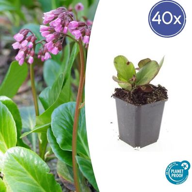 Bergenia cordifolia 'Herbstblüte' | 40 Stücke - Ø9cm - 10-25cm - Gartenpflanze