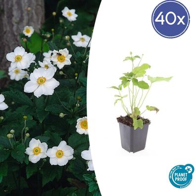 Anemone hybrida 'Honorine Jobert' | 40 Stücke - Ø9cm - 10-25cm - Gartenpflanze