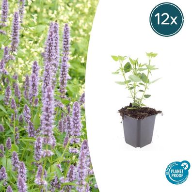 Agastache 'Blue Fortune' | 12 Stücke - Ø9cm - 10-25cm - Gartenpflanze