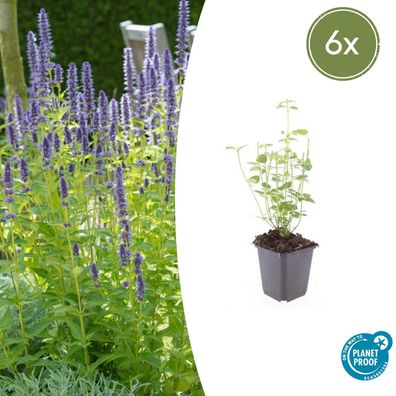 Agastache 'Black Adder' | 6 Stücke - Ø9cm - 10-25cm - Gartenpflanze