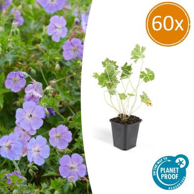 Geranium Rozanne | 60 Stücke - Ø9cm - 10-25cm - Gartenpflanze