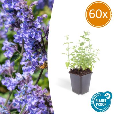 Nepeta 'Six Hills Giant' | 60 stuks - Ø9cm - 10-25cm - Gartenpflanze