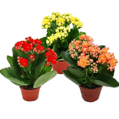 Mini-Kalanchoe "Rosalina" - Set mit 3 versch. Pflanzen - Flammendes Käthchen