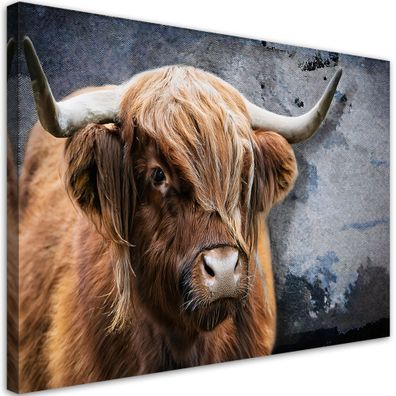 Leinwandbild, Schottische Kuh Natur Tiere
