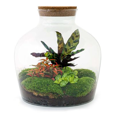 Flaschengarten "Fat Joe" - ROT - DIY-Pflanzenterrarium - 30cm hoch