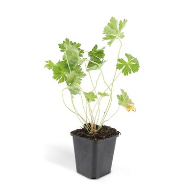 Bodendecker - Storchschnabel - Geranium 'Rozanne' - 9cm Topf