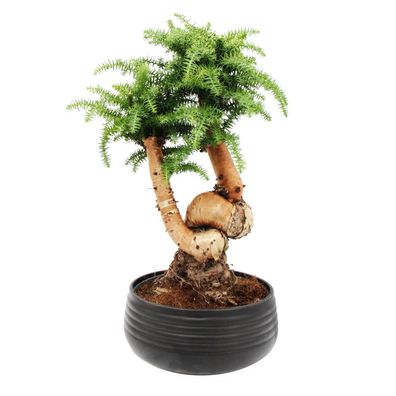 Zimmerbonsai Araucaria cunninghamii Zimmertanne Neuguinea-Araukarie ca