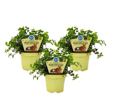 Set mit 3 Futterpflanzen für Heimtiere Callisia repens Vitalfutter für Kaninchen,