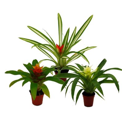 Mini-Guzmanien-Trio - Set mit 3 bunten Bromelien in 3 Farben - 5,5cm Topf