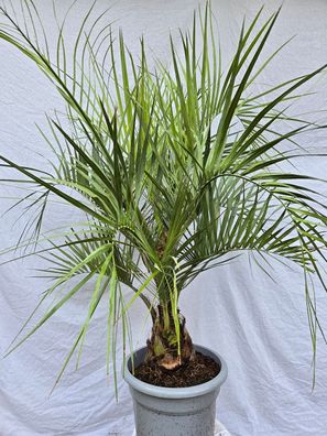 Butia capitata im 35 cm Topf