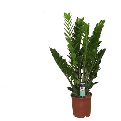 Zamioculcas Zamiifolia Zanzibar Glücksfeder Zimmerpflanze Grünpflanze