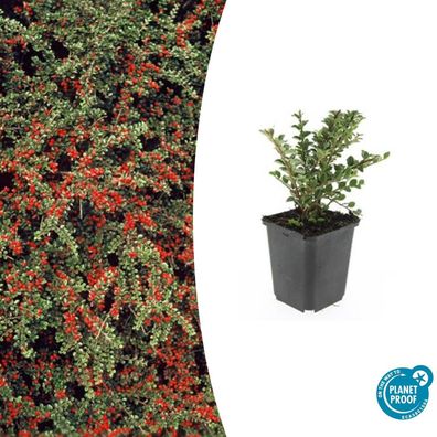 Bodendecker - Fächerzwergmispel - Cotoneaster horizontalis - 9cm Topf