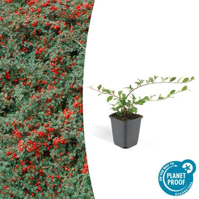 Bodendecker - Kriechmispel - Teppichmispel - Cotoneaster dammeri 'Major' - 9cm Topf