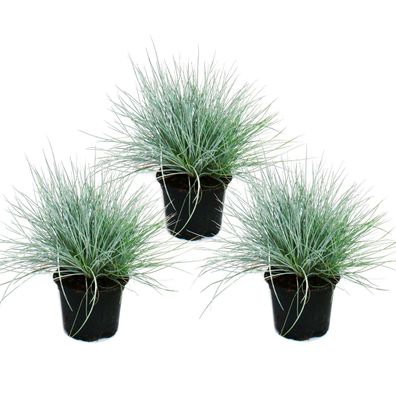 Blauschwingel-Gras - Festuca glauca - 9cm Topf - enthaltene Pflanzen: 3