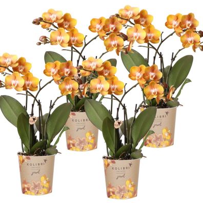 Kolibri Orchids KOMBI Angebot von 4 Phalaenopsis-Orchideen - Las Vegas - Topfgröße