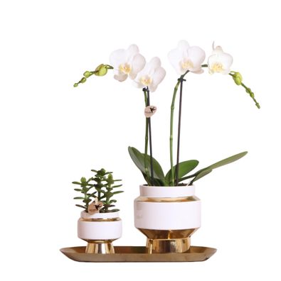 Kolibri Company - Set aus weißer Orchidee und Sukkulente auf goldenem Tablett