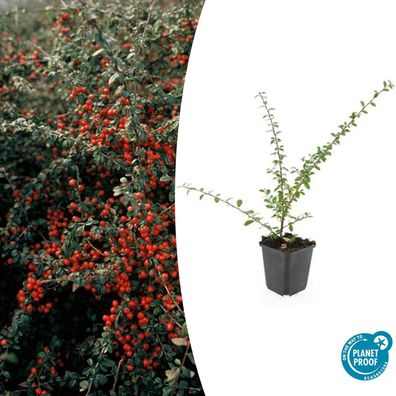 Bodendecker - Teppich-Zwergmispel - Cotoneaster 'Coral Beauty' - 9cm Topf