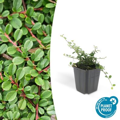 Bodendecker - Zwergmispel - Kriechmispel - Cotoneaster 'Streib's Findling' - 9cm Topf