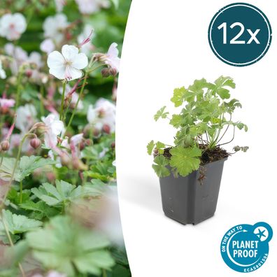 Geranium cantabrigiense 'Biokovo' | 12 Stücke - Ø9cm - 10-25cm - Gartenpflanze