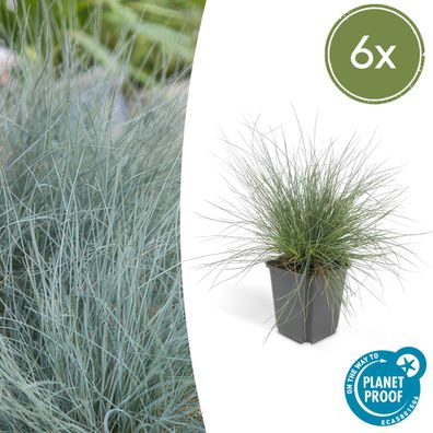 Festuca glauca 'Elijah Bleu' | 6 Stücke - Ø9cm - 10-25cm - Gartenpflanze