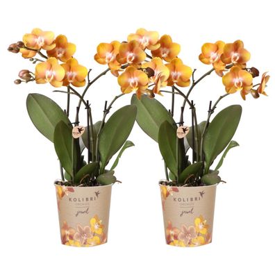 Kolibri Orchids KOMBI Angebot von 2 Phalaenopsis-Orchideen - Las Vegas - Topfgröße