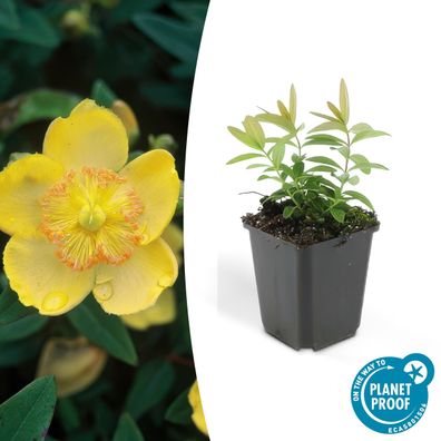 Bodendecker - Kelchiges Johanniskraut - Hypericum calycinum - 9cm Topf