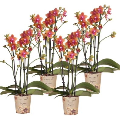 Kolibri Orchids KOMBI Angebot von 4 duftenden orangefarbenen Phalaenopsis-Orchidee