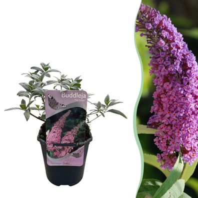 Schmetterlingsstrauch - Buddleja davidii Pink Delight - Blüte Rosa - 1 Pflanze