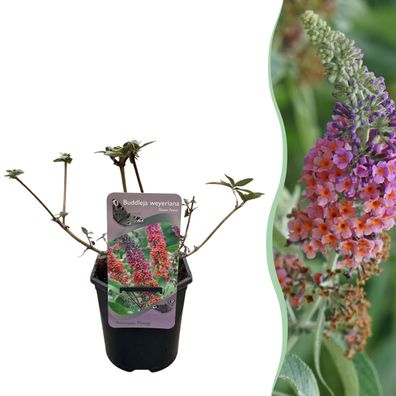 Schmetterlingsstrauch - Buddleja davidii Flower Power - Blüte Orange Lila - 1 Pfl
