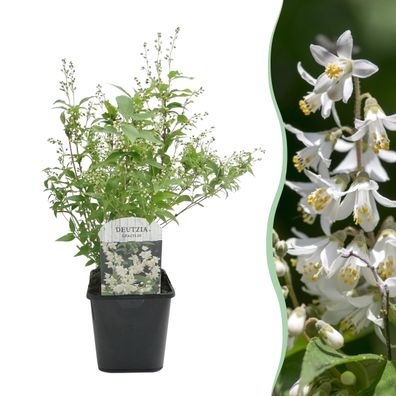Sträucher - Deutzia Gracilis - Blüte Weiß - 1 Pflanze - Laubabwerfend - Wenig P