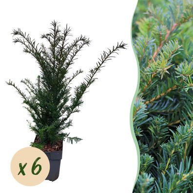 Heckenpflanzen - Taxus baccata - Blatt grün - 6 Pflanzen - 1 laufender Meter - im
