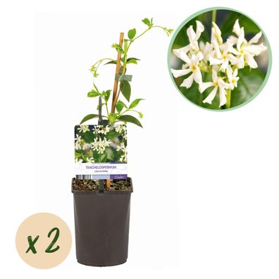 Toskanischer Jasmin - Trachelospermum jasminoides - Blüte Weiß - Immergrün - 2