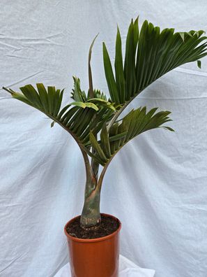 Hyophorbe langenicaulis, Flaschenpalme oder Mascarena im 24 cm Topf