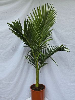 Archontophoenix alexandraea - Bangalowpalme im 24 cm Topf
