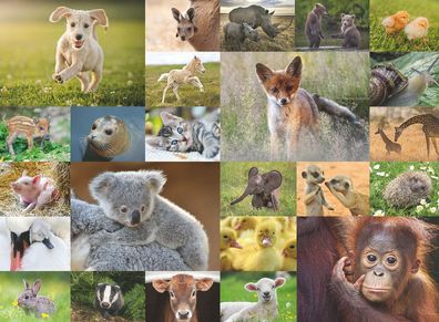 Süße Tierbabys