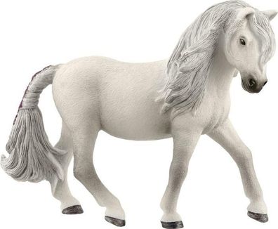 Islandpony Stute