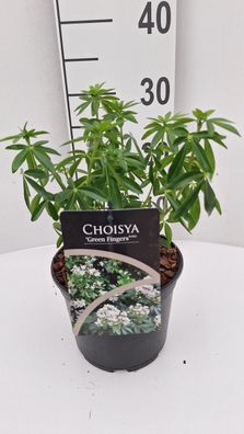 Orangenblume 'Greenfingers' Immergrüner Duftstrauch Choisya ternata, 30-50 cm