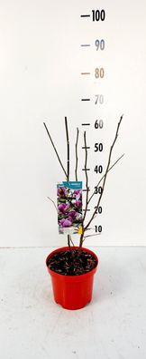 Magnolie 'Susan' 60-80 cm Blühende Zwergmagnolie winterhart & duftend