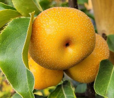 Nashi-Birne 'Shinseiki' Stämmchen (Asiatische Apfelbirne) 180-200 cm winterhart
