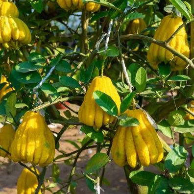 Buddhas Hand Zitrone (Citrus medica) Exotische Zitruspflanze, 130-170 cm