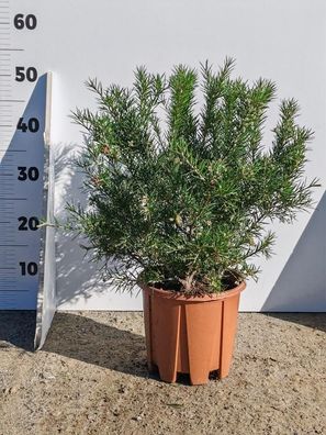 Grevillea Juniperina 40-50 cm - Australische Silbereiche mit Wacholderblättern