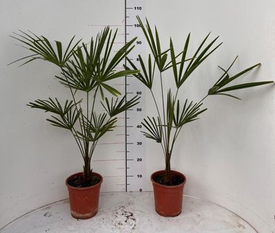 2 Stück Winterharte Chinesische Hanfpalme (Trachycarpus fortunei) 100-120 cm A2
