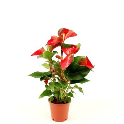 Rote Flamingoblume (Anthurium andraeanum 'Red Bull') Zimmerpflanze, 50-60 cm