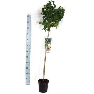 Schwarze Johannisbeere 'Silvergieters Schwarze' Hochstamm 100-120 cm Garten