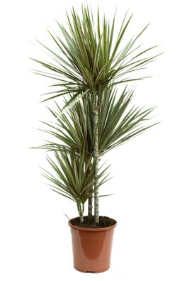 Dracaena Bicolor Drachenbaum-Pflanze mit 3 Stämmen (120-140 cm) | Zimmerpflanze