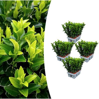 Euonymus 'Green Spire' | 24 Stücke - Ø7cm - 15cm