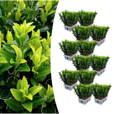 Euonymus 'Green Spire' | 2 Stücke - Ø7cm - 15cm